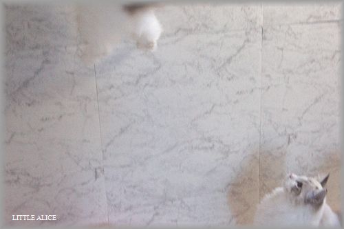 c0080132_10153776.jpg