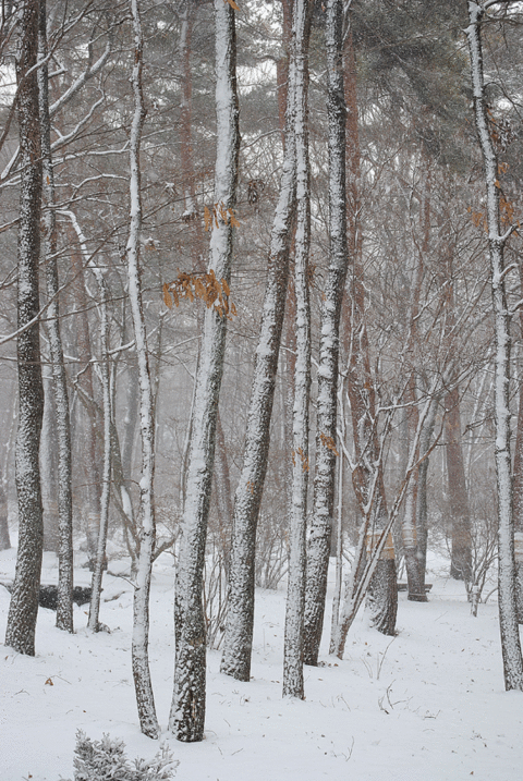 a0001354_1936121.gif