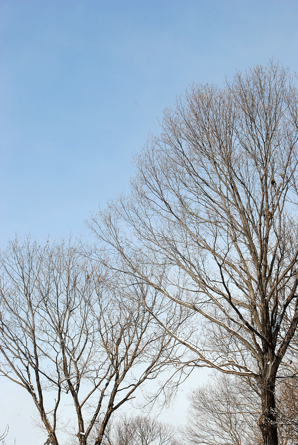 a0001354_19421442.gif