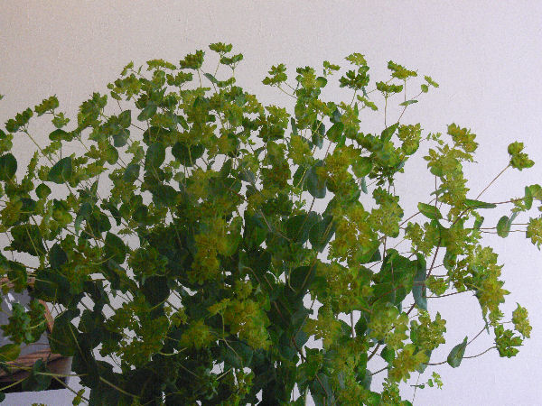 e0140986_13433110.jpg