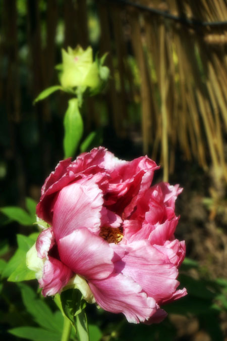 a0263109_14455985.jpg