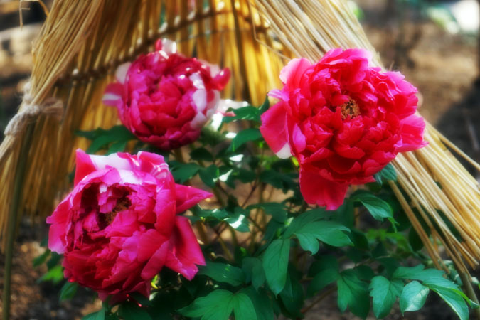 a0263109_14462269.jpg