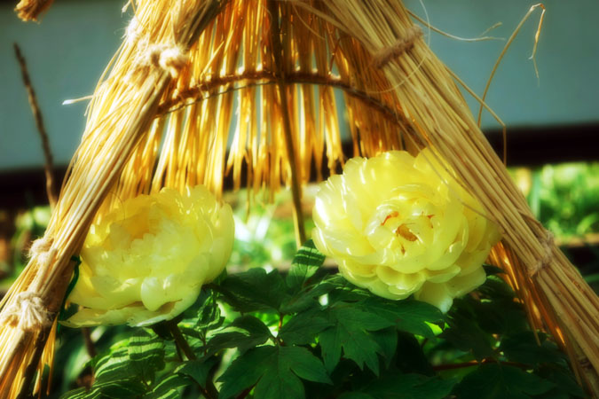 a0263109_14463930.jpg