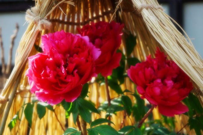 a0263109_1446489.jpg