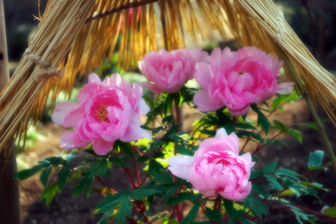 a0263109_14473260.jpg