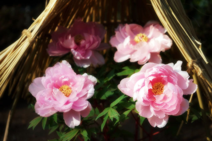 a0263109_14505453.jpg