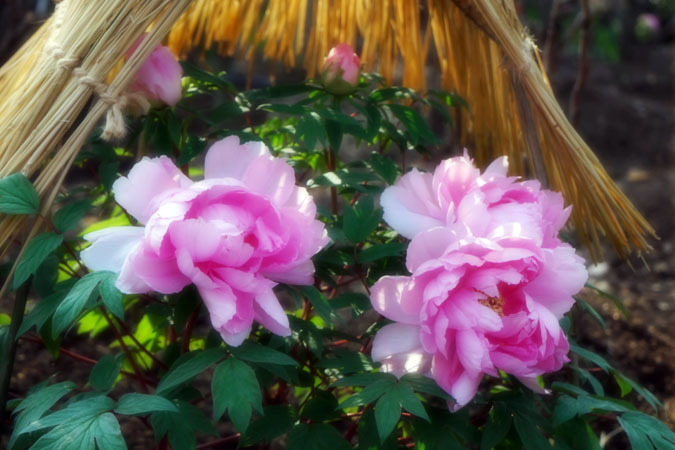a0263109_1451258.jpg