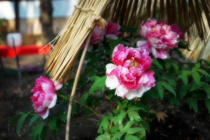 a0263109_14514972.jpg