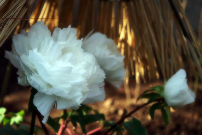 a0263109_14524722.jpg
