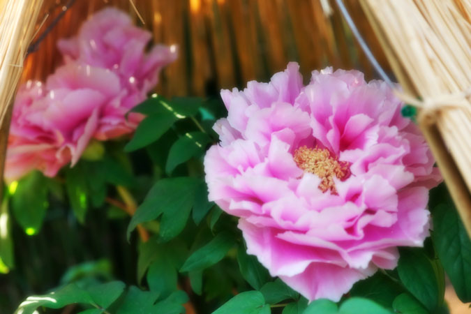 a0263109_1456587.jpg