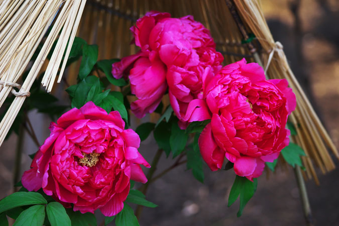 a0263109_14585945.jpg
