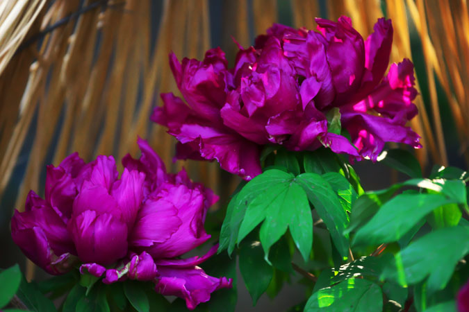 a0263109_14593791.jpg