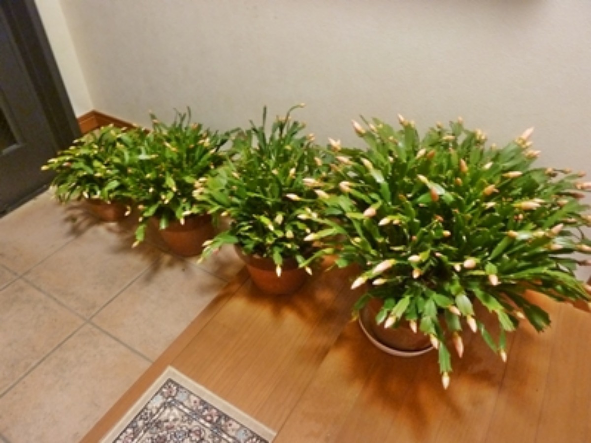 e0033229_2217441.jpg