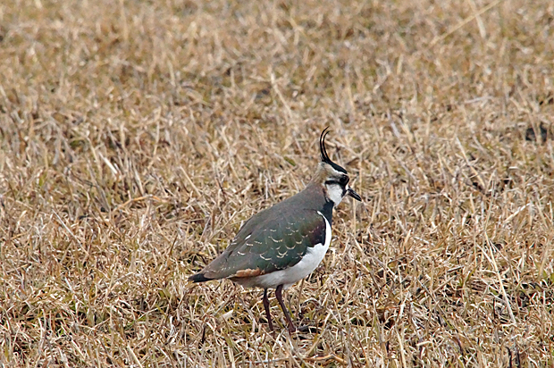 f0214649_11351387.jpg