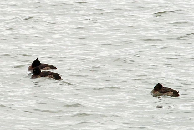 f0214649_1142182.jpg