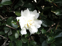 c0117570_1424449.jpg