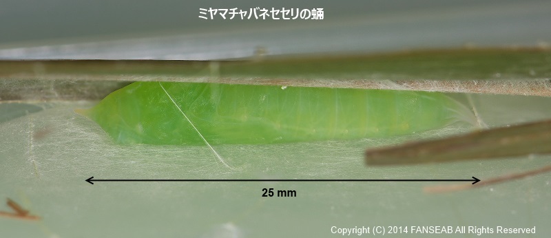 f0090680_21443612.jpg
