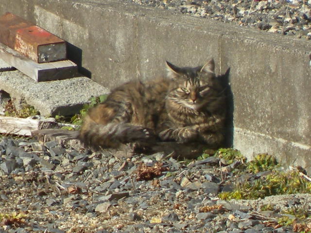 a0199297_1654420.jpg