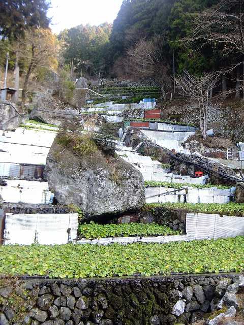 a0188405_18464764.jpg