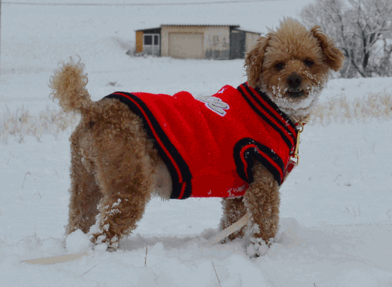 c0136736_15441749.gif