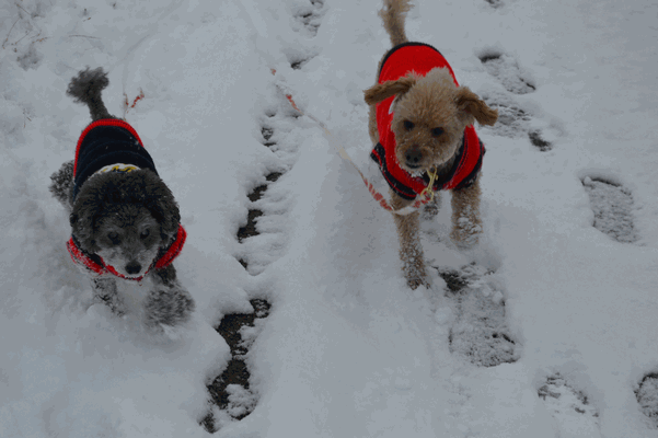 c0136736_15442577.gif