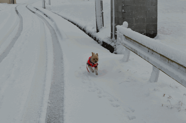 c0136736_15443920.gif