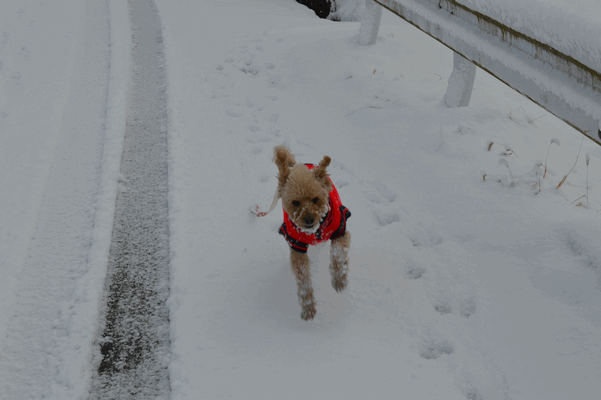 c0136736_15445244.gif