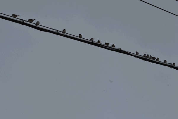 c0136736_15451865.gif