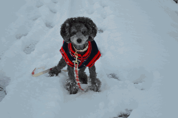 c0136736_15452657.gif