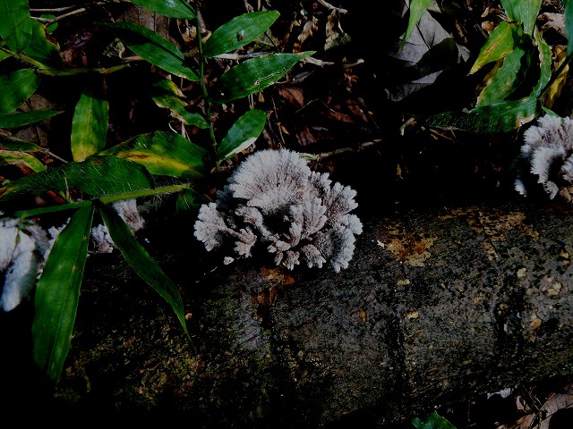 d0019074_1639610.jpg