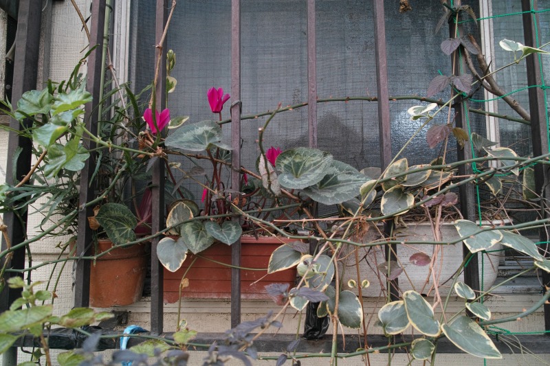f0224100_7514648.jpg
