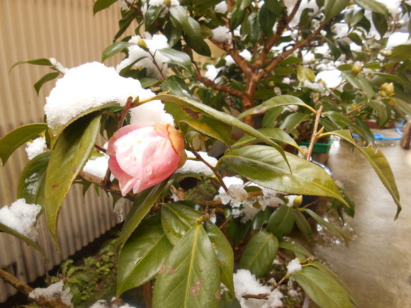 d0168003_1921564.jpg