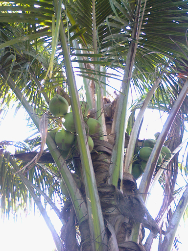 e0268325_1614321.jpg