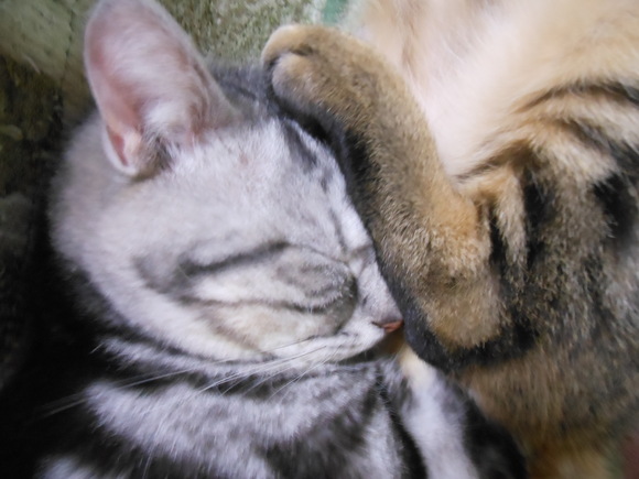 a0319840_10311863.jpg