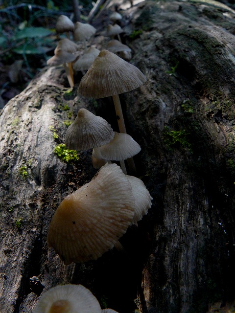 d0019074_20472979.jpg