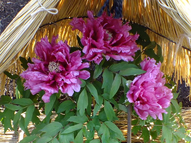 e0145782_144728.jpg