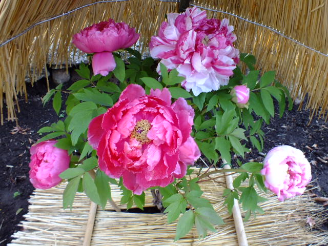e0145782_14481656.jpg