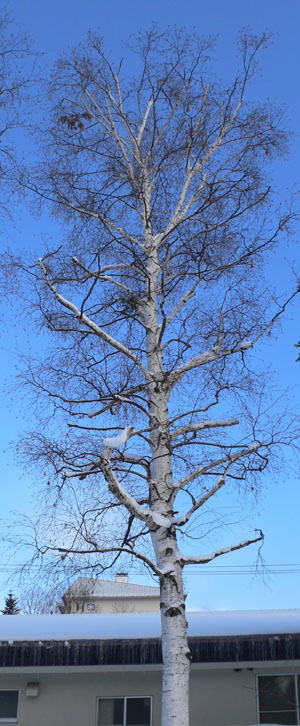a0046429_12153721.jpg