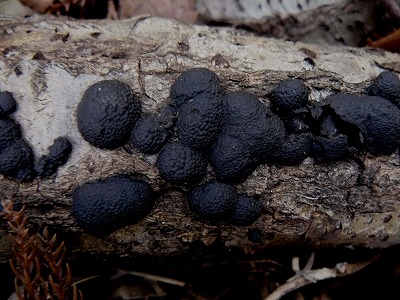 d0019074_8393639.jpg