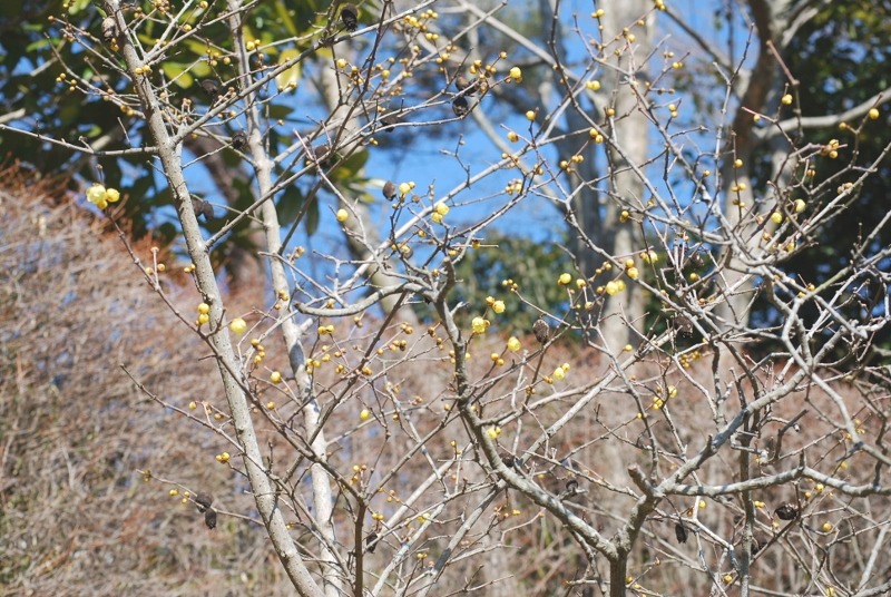e0025300_1416929.jpg