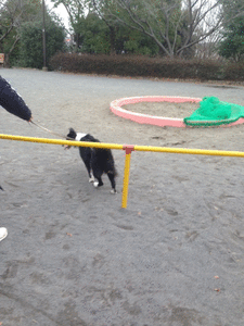 a0232619_2022331.gif