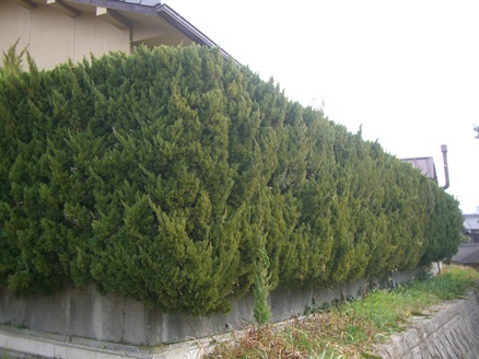 e0240973_2026437.jpg