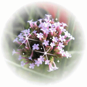 a0098027_2342234.gif