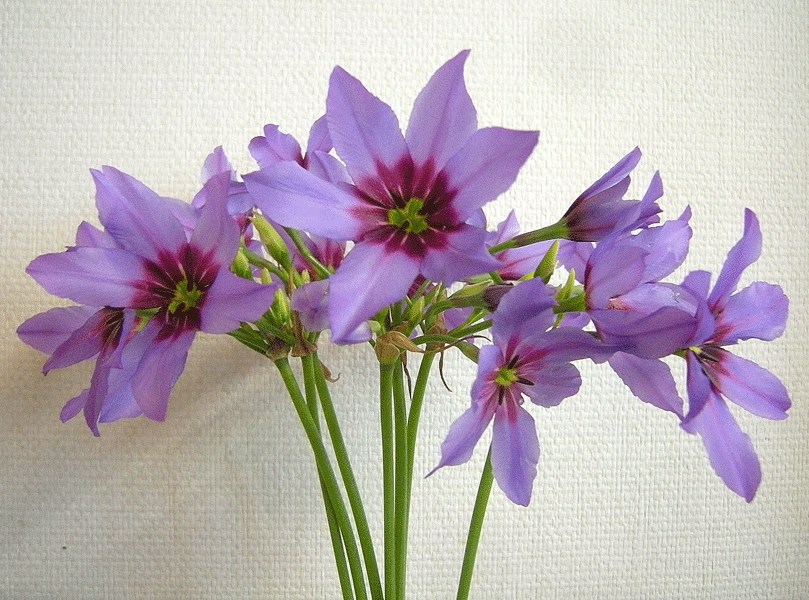 a0001354_23442056.gif