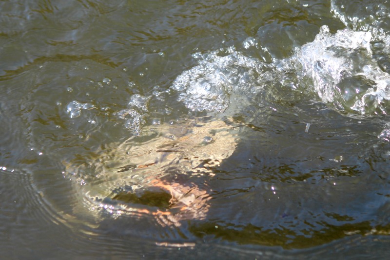 a0127090_17165794.jpg
