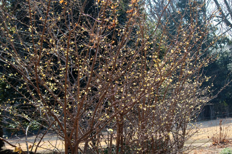 a0127090_1794466.jpg
