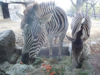 d0103098_512855.jpg