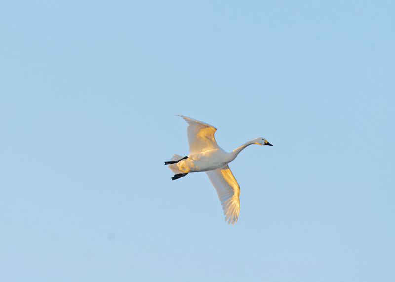 d0290240_9191569.gif