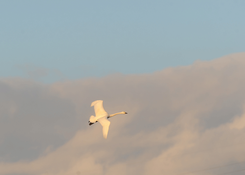 d0290240_9194052.gif