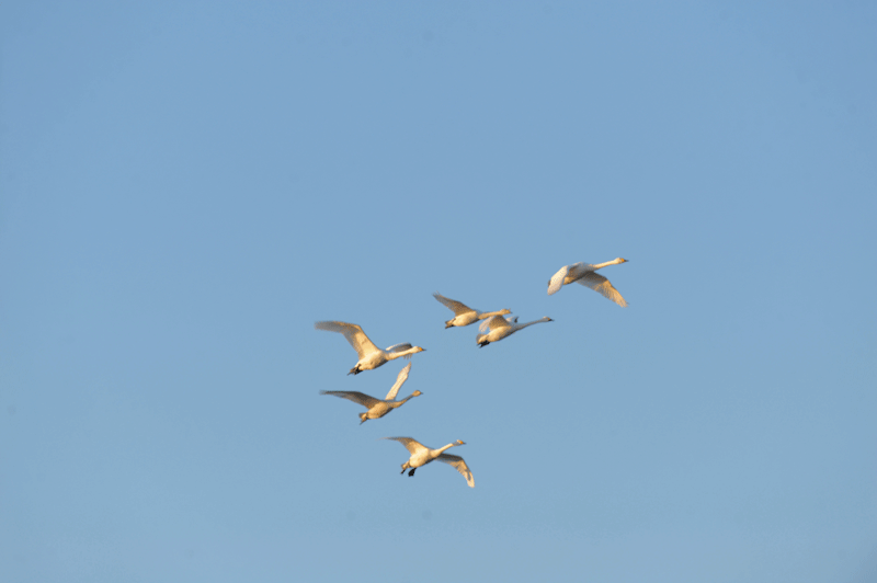 d0290240_9195057.gif